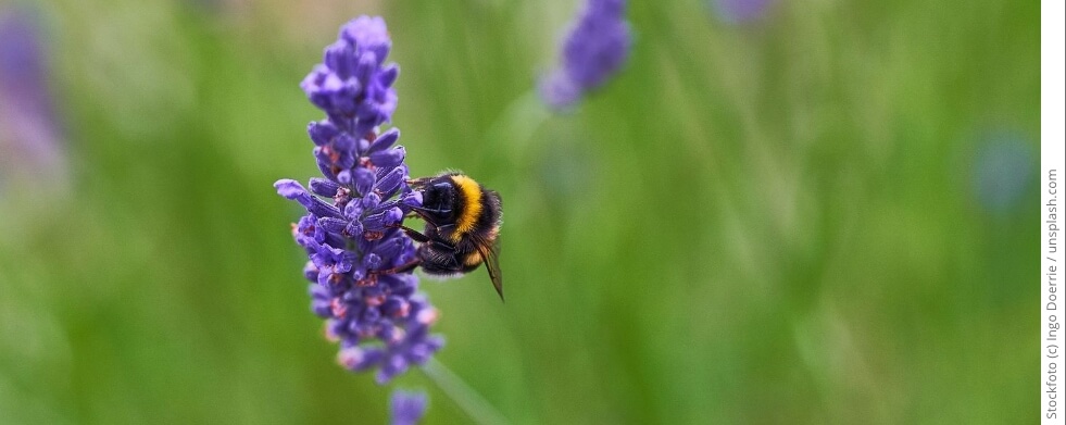 Biene auf Lavendel (c) Ingo Doerrie / Unsplash