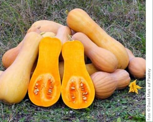 Der Butternut-Kürbis hat eine längliche, birnenähnliche Form