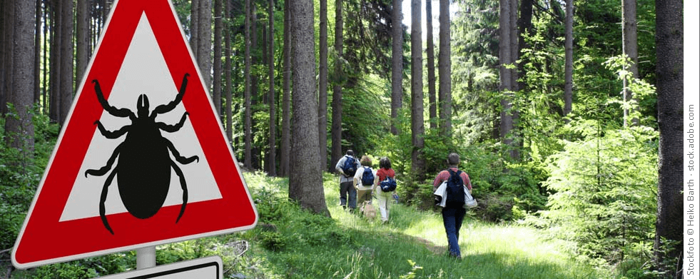 Warnung vor Zecken bei Waldwanderungen