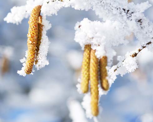 Haselsträucher können bereits im Januar blühen Haselstrauchblüten im Schnee